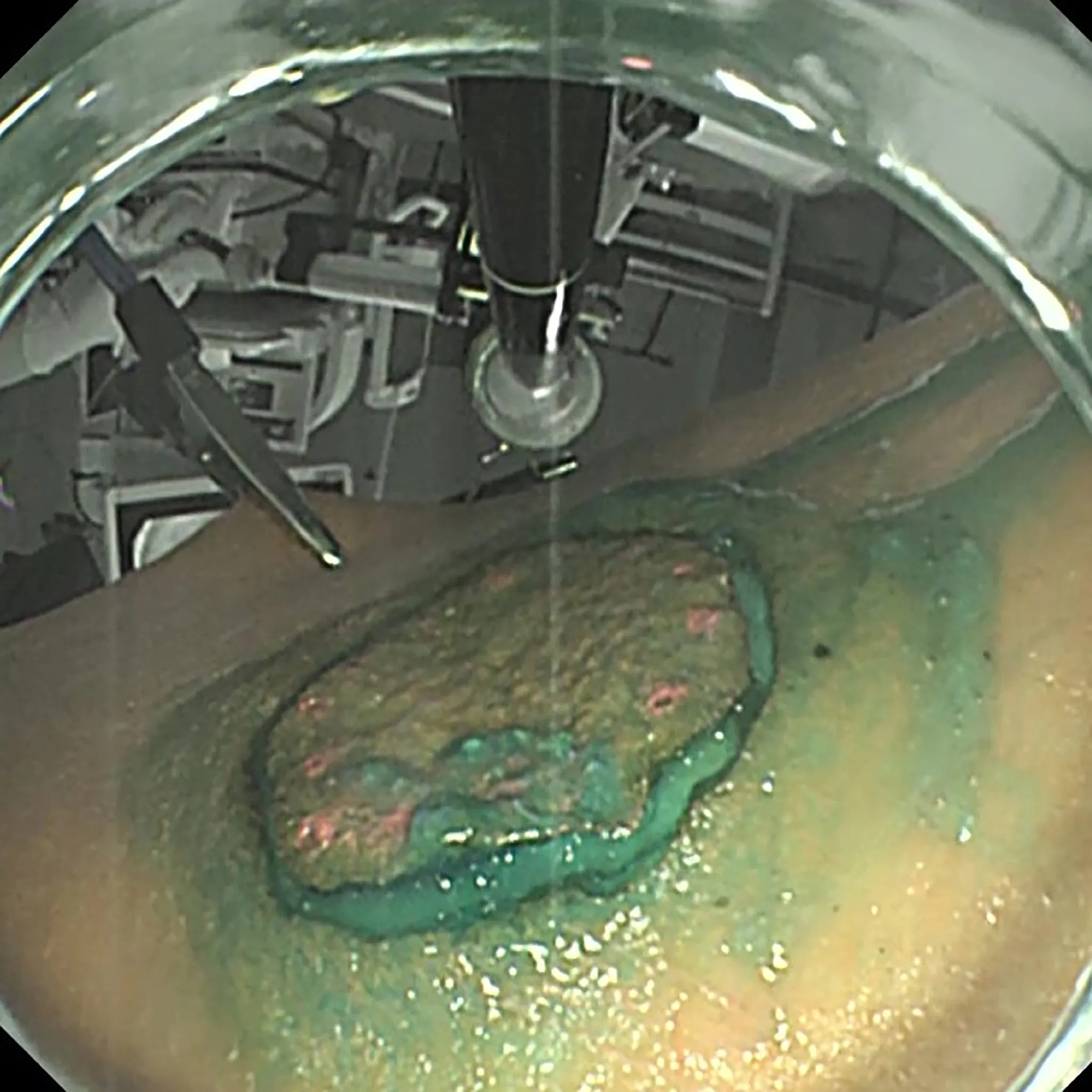 VTT Gastric Mucosa Model【VTT-MCG】