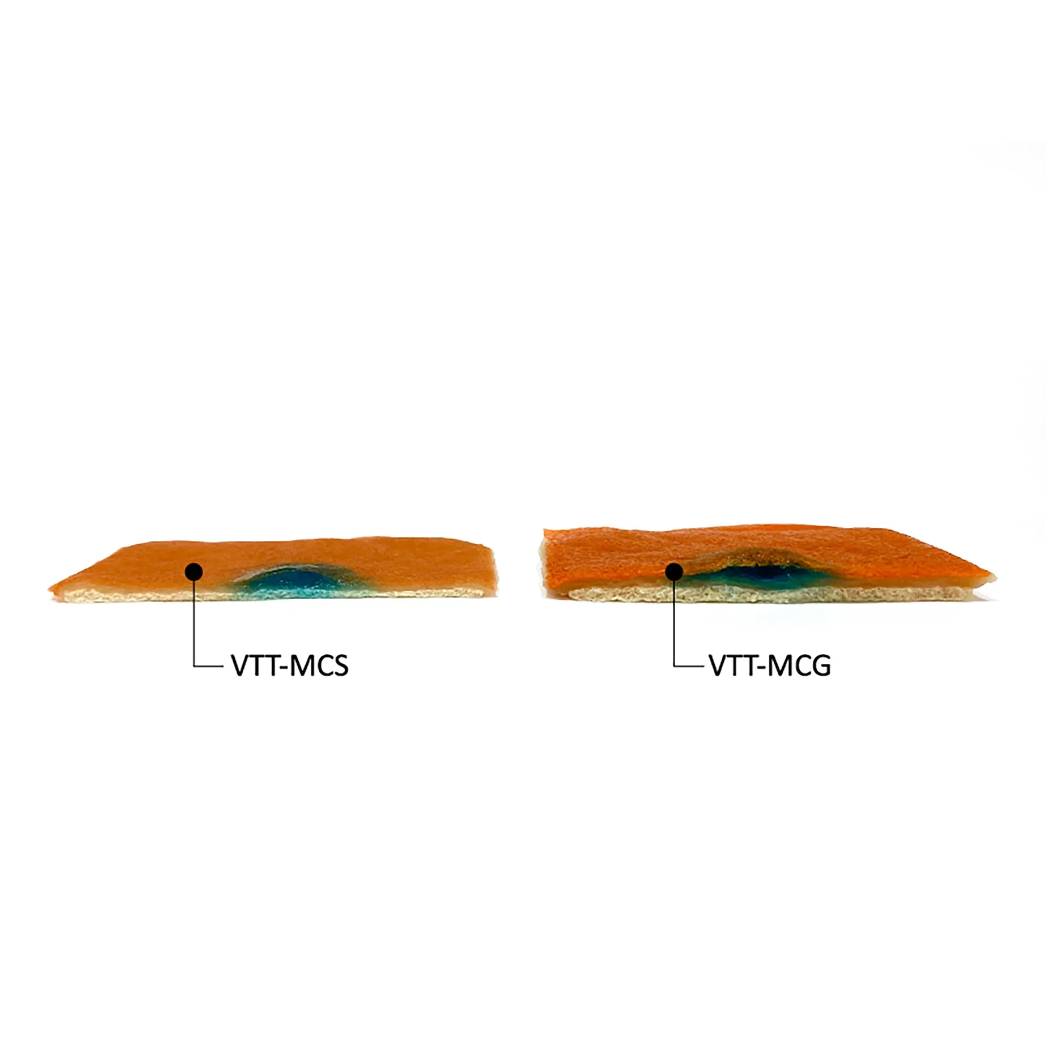 VTT Gastric Mucosa Model【VTT-MCG】